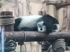 -泉州海丝野生动物世界