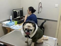 -爱妮康宠物医院·干细胞免疫细胞·肿瘤·心脏(张江店)