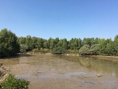 -大亚湾红树林城市湿地公园