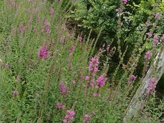 -天津东丽湖风景区