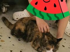 -Sirena海妖日咖夜酒