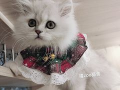 -喵zoo家庭繁育猫舍(尖东智能花园店)