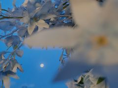 -大梅沙游艇度假酒店