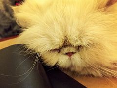 -猫色咖啡·猫咖