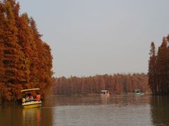 -上海海湾国家森林公园