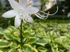 -静安公园(静安寺街道)