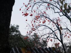 -香山公园