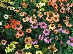 -深圳国际园林花卉博览园