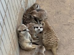 -石家庄市动物园