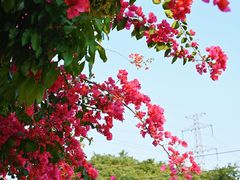 -小洲村
