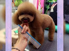 -爱宠屋pet shop·宠物洗澡·宠物美容