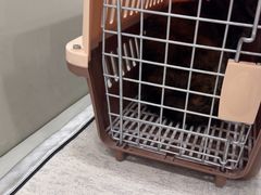-安安宠医宠物医院·异宠·犬猫内科(岳阳分院)