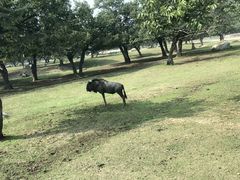 -西安秦岭野生动物园