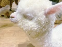 -猫色咖啡·猫咖