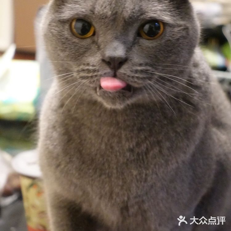 肥的流油、活波可爱的小猫咪!