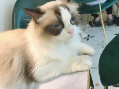 -喵喵咪呀布偶猫咖(春熙路店)