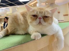 -猫和宫(六道口店)