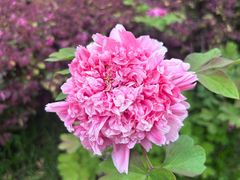 -洛阳市隋唐城遗址植物园