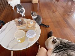 -Catmate·猫肥家润(金润铂宫店)