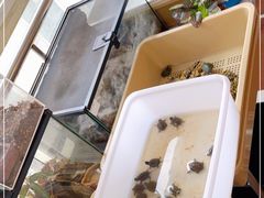 -灵龟之家百象馆(百象馆联合旗舰店)