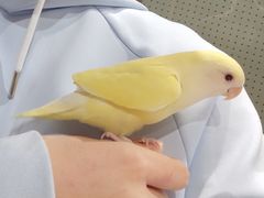 -吉丁鸟咖·异宠·寄养