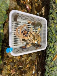 -钓虾工场·钓虾·赶海(回龙观店)