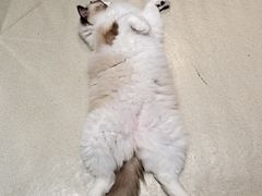 -藏猫猫咖啡主题馆(中央大道店)