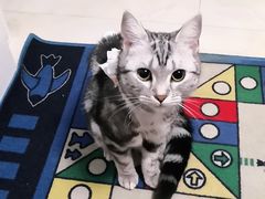 -纳吉亚猫专科动物医院博雅分院