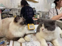 -共舞时光猫咖·狗咖(新街口店)