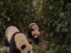 -武汉园博园(武汉自然博物馆)