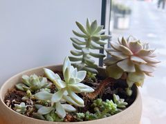 -FUNK & KALE BY WAGAS(长宁尚嘉)