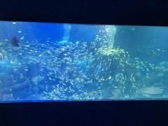 -重庆欢乐海底世界