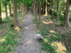 -上海长兴岛郊野公园