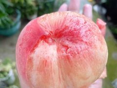 -老袁家蜜桃农场·阳山水蜜桃