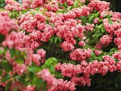 -王借岗森林公园