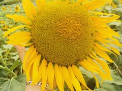 -廊坊文化艺术中心