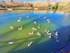 -溱湖国家湿地公园