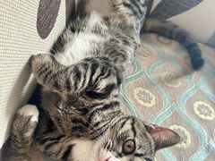 -美联众合宠物医院·爱萌分院·内外科·猫科中心