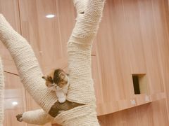 -袖虎·猫馆(体育西路店)