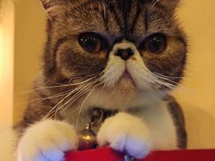 -李小姐の猫咖啡馆(五角场店)