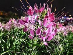 -大塘金香草谷