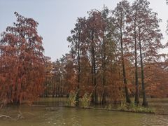 -池杉湖湿地公园