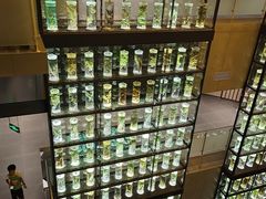 -广东中医药博物馆