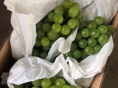 -马陆小张葡萄园农家乐