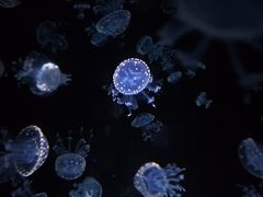 -烟台海昌鲸鲨海洋公园