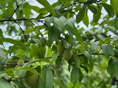 -白塘生态植物园