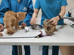 -安安宠医·臻爱宠物医院·宠保定点(营门口路分院)