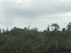 -东寨港红树林旅游区