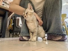 -平行世界·猫咖(首经贸店)