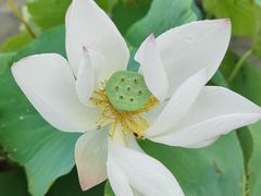 -莲花池公园